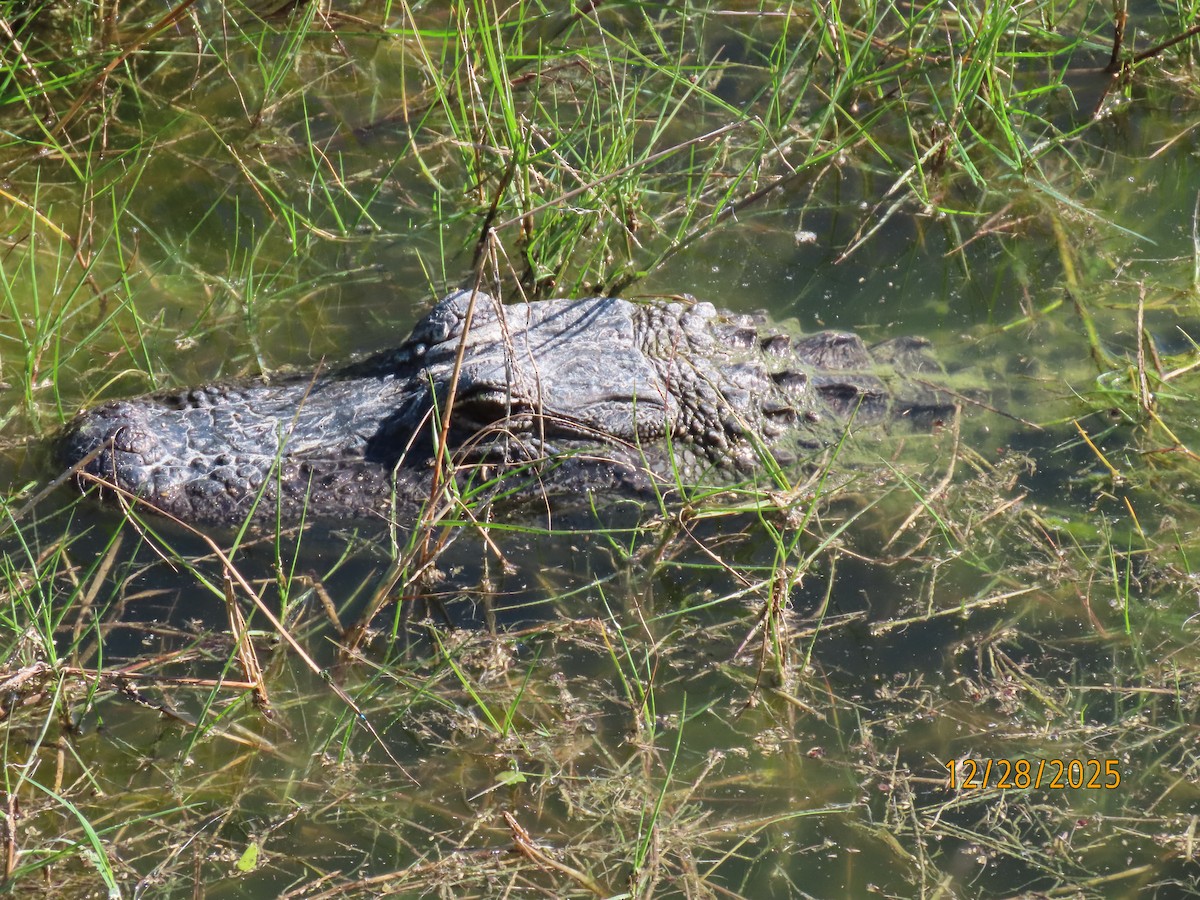 American Alligator - ML649148425