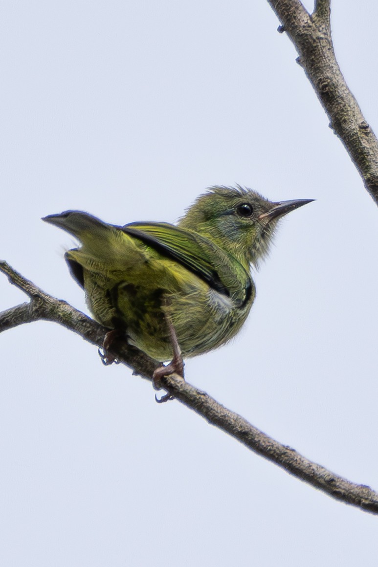 Blue Dacnis - ML649148576