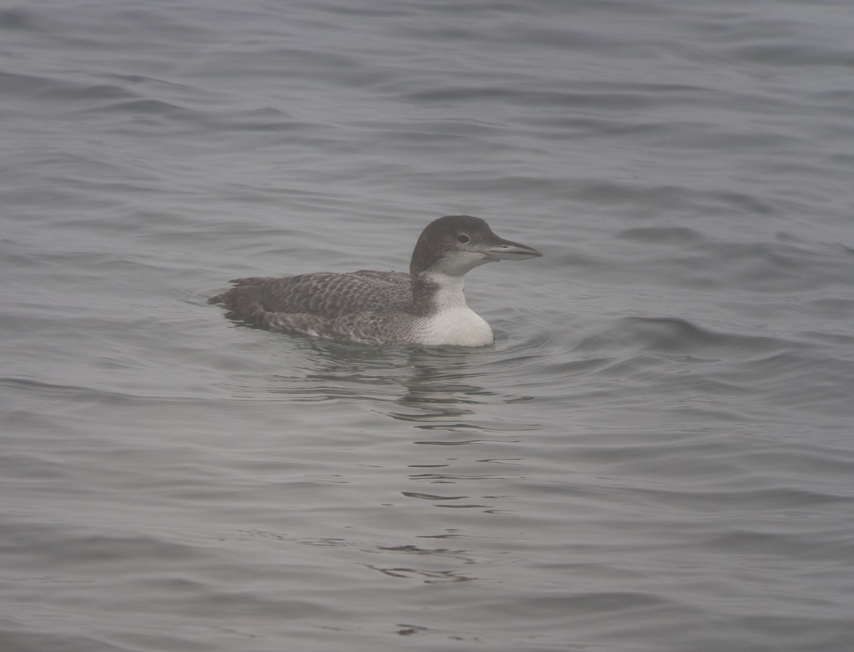 Common Loon - ML649148597