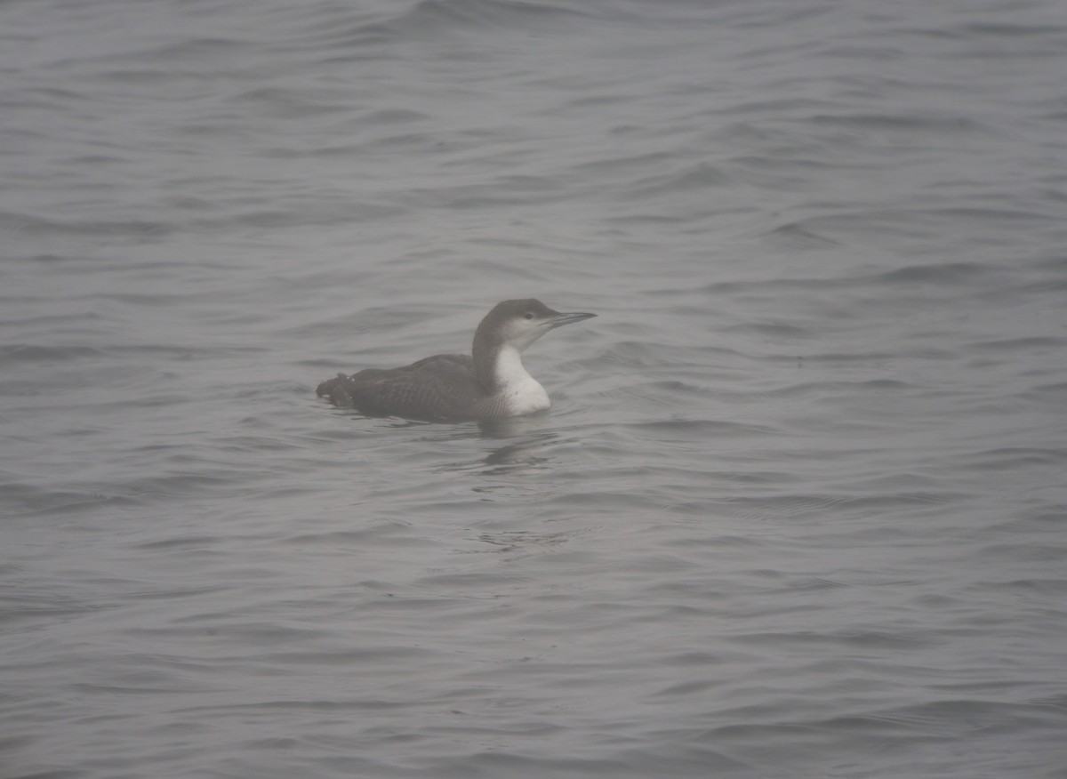 Arctic Loon - ML649148621