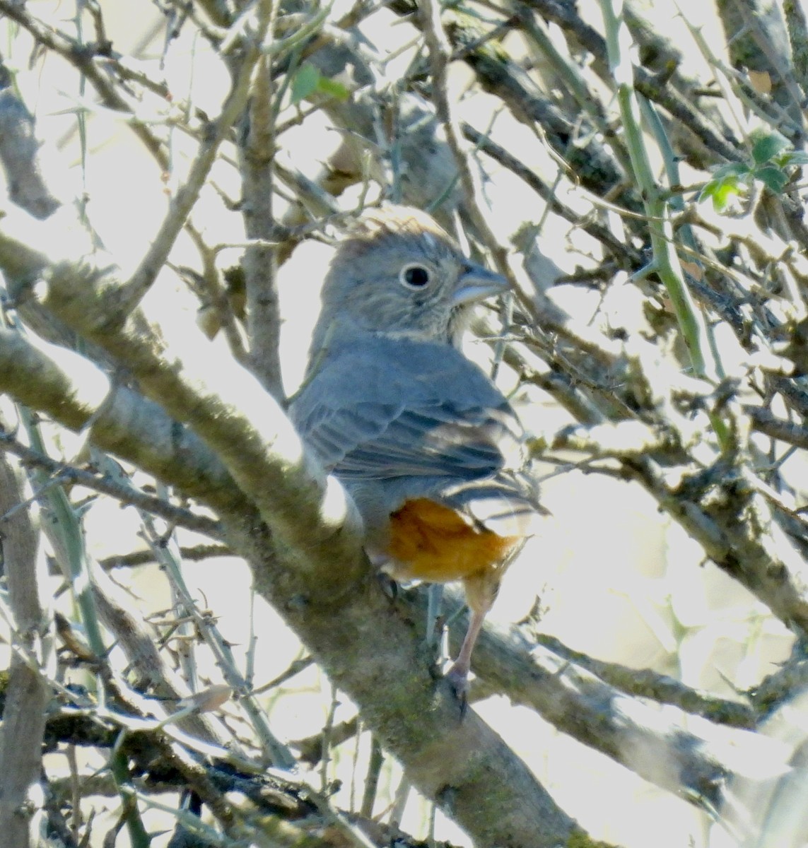 Kanyon Tovisi - ML649149224