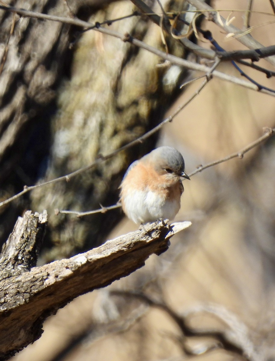 Doğulu Mavi Ardıç - ML649149236