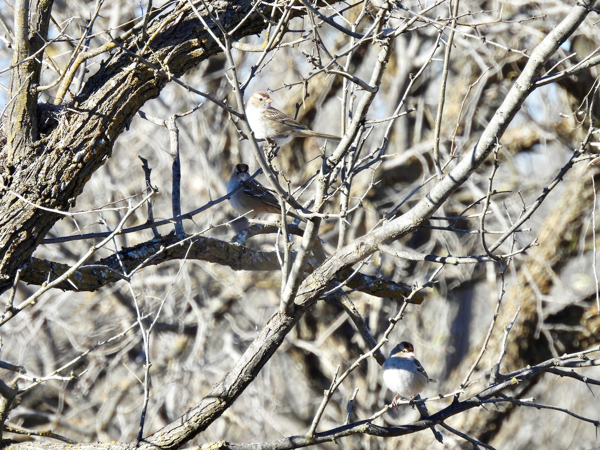 Chingolo Coroniblanco - ML649149271