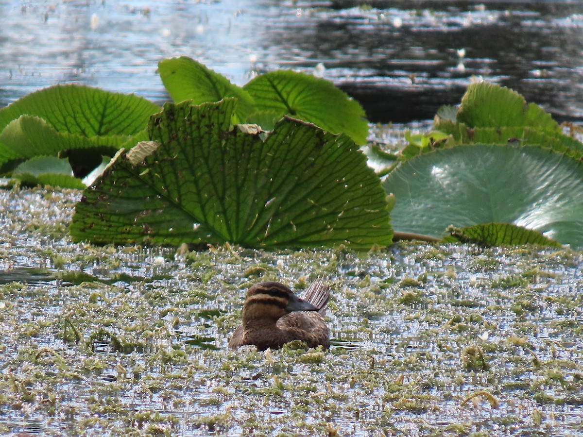 Masked Duck - ML649149398