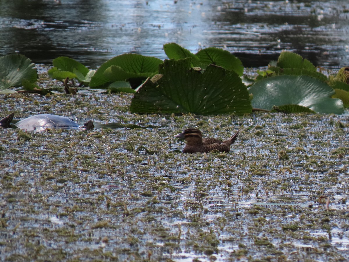Masked Duck - ML649149411