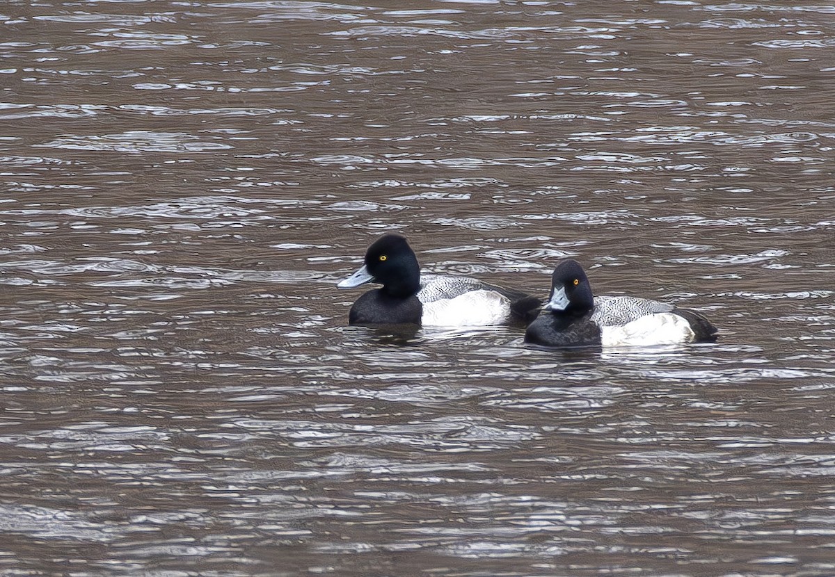 Lesser Scaup - ML649149428