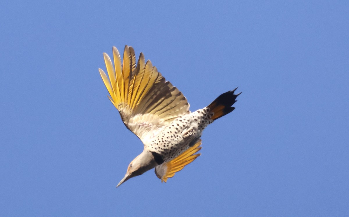 Декол каліфорнійський - ML649149530