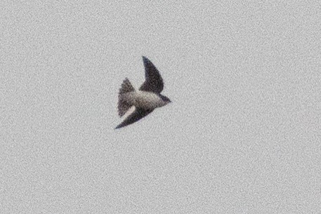 Tree Swallow - ML649149538