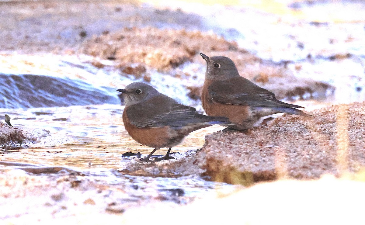 Блакитник західний - ML649149547