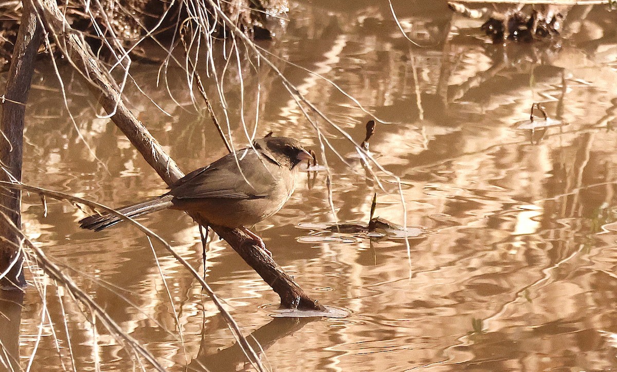 Тауї чорногорлий - ML649149553