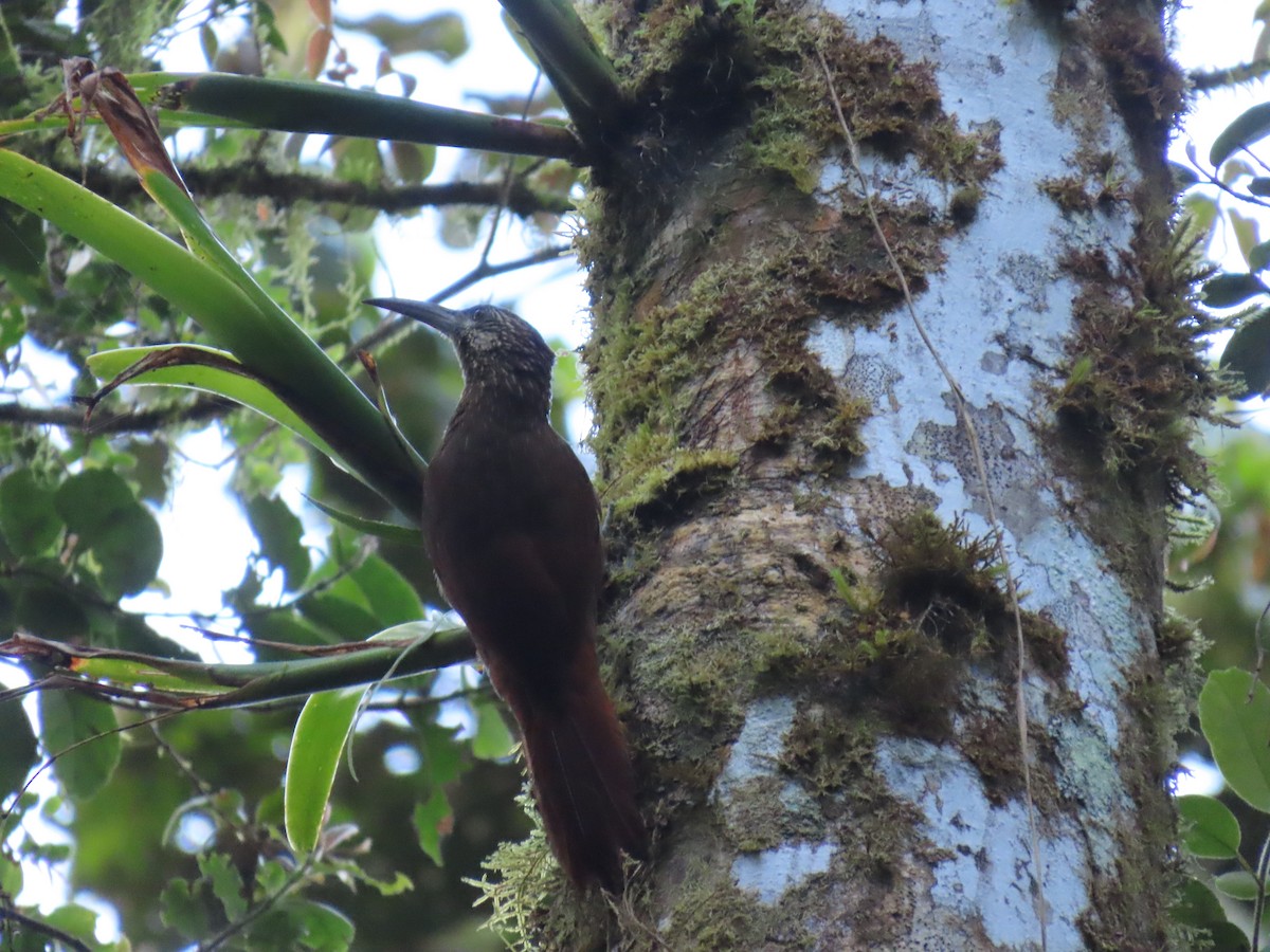Strong-billed Woodcreeper - ML649149621