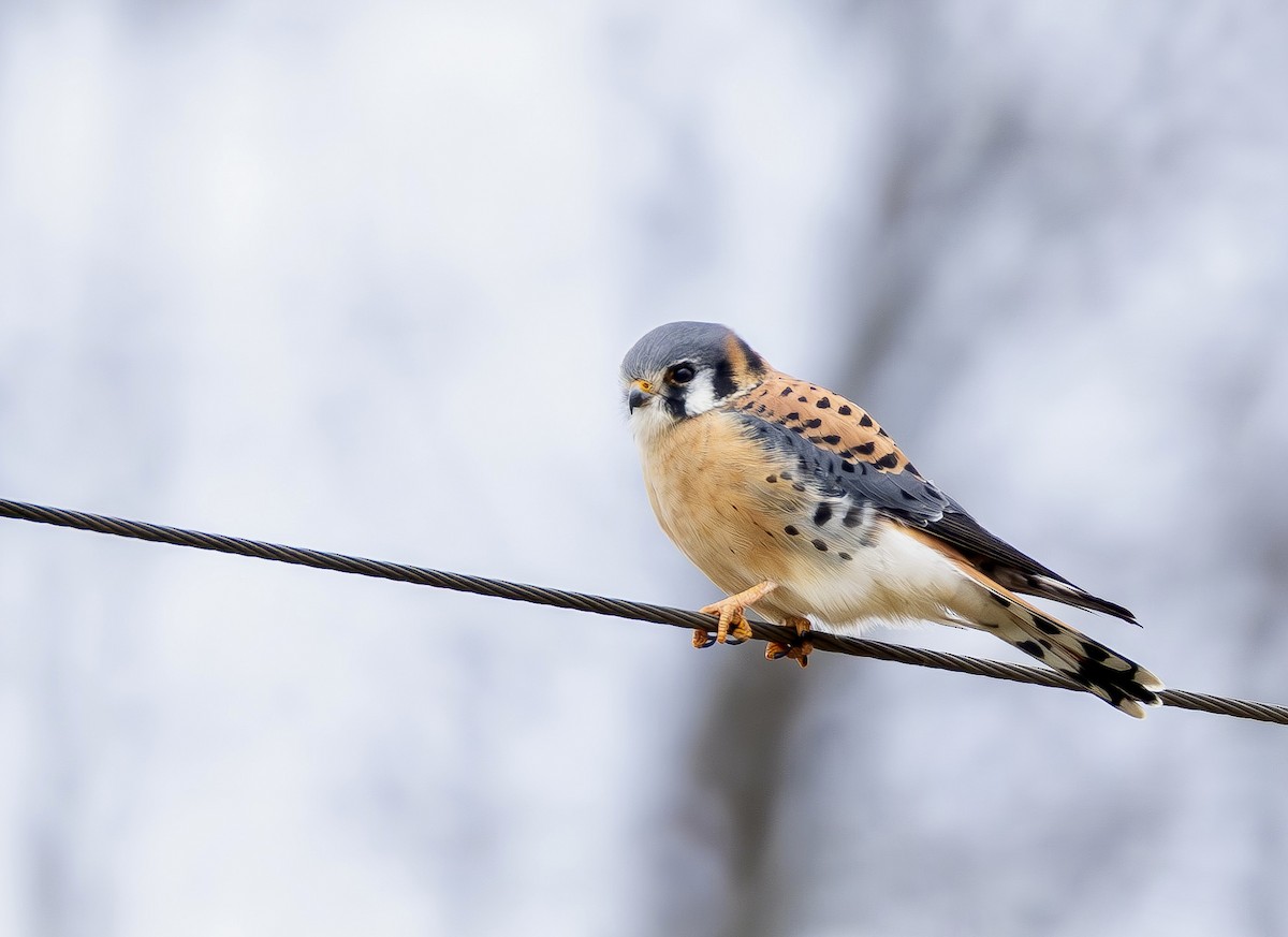 American Kestrel - ML649149636