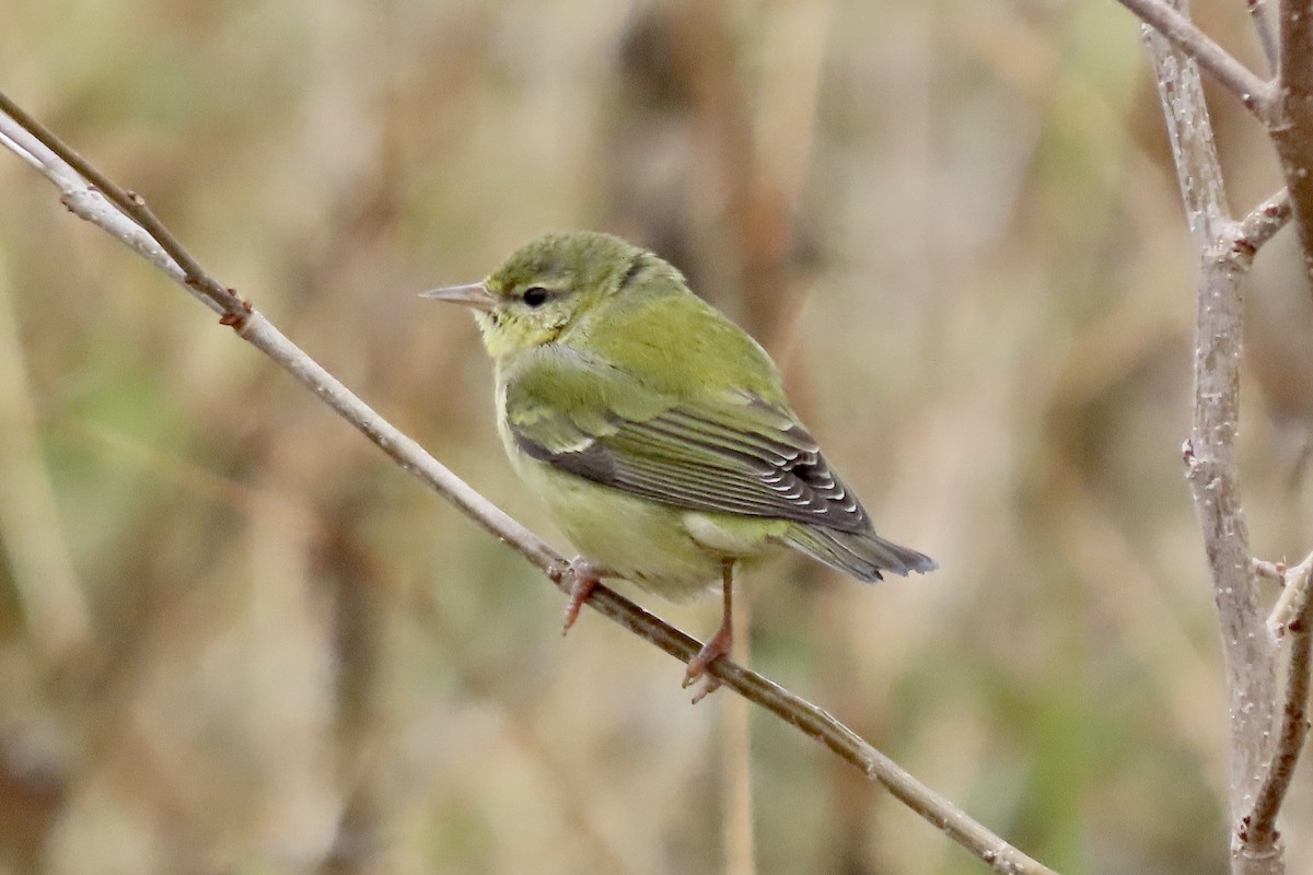 møllparula - ML649149755