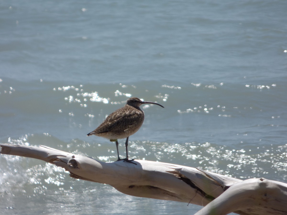 Regenbrachvogel - ML64915071