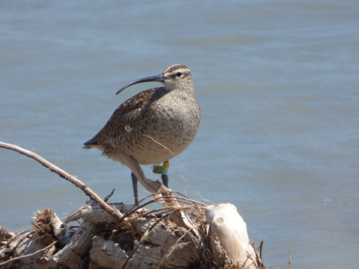 Regenbrachvogel - ML64915081