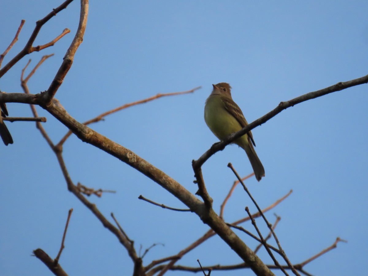 Yellow-bellied Elaenia - ML649151193