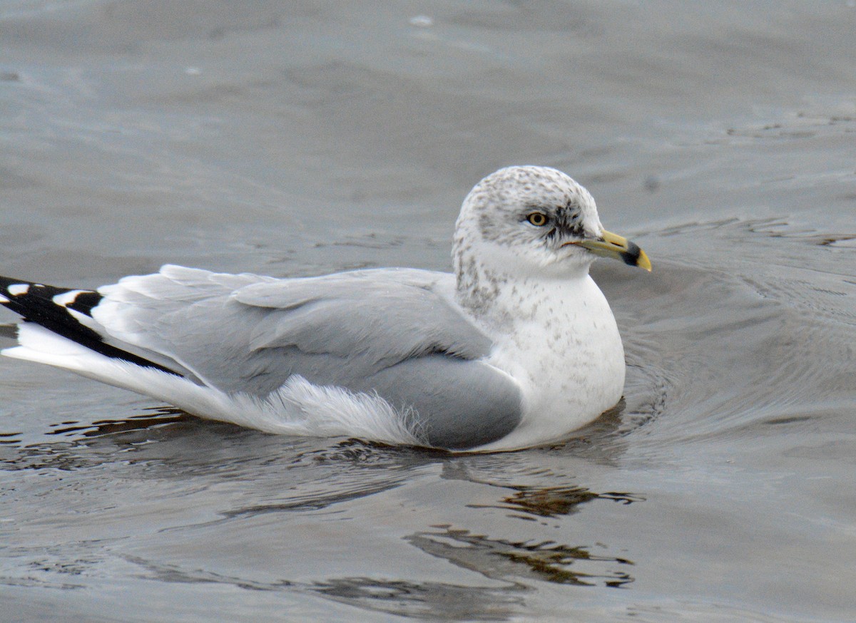 Halkalı Martı - ML649151296