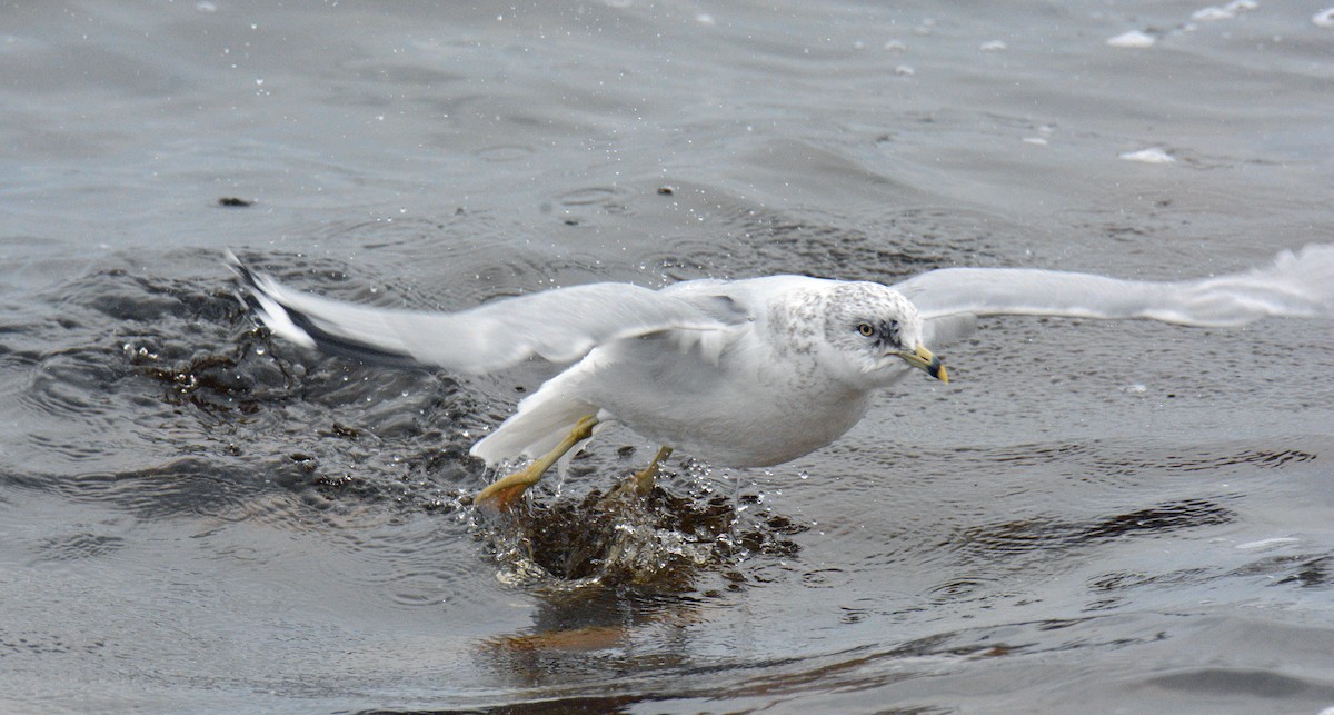 Halkalı Martı - ML649151299