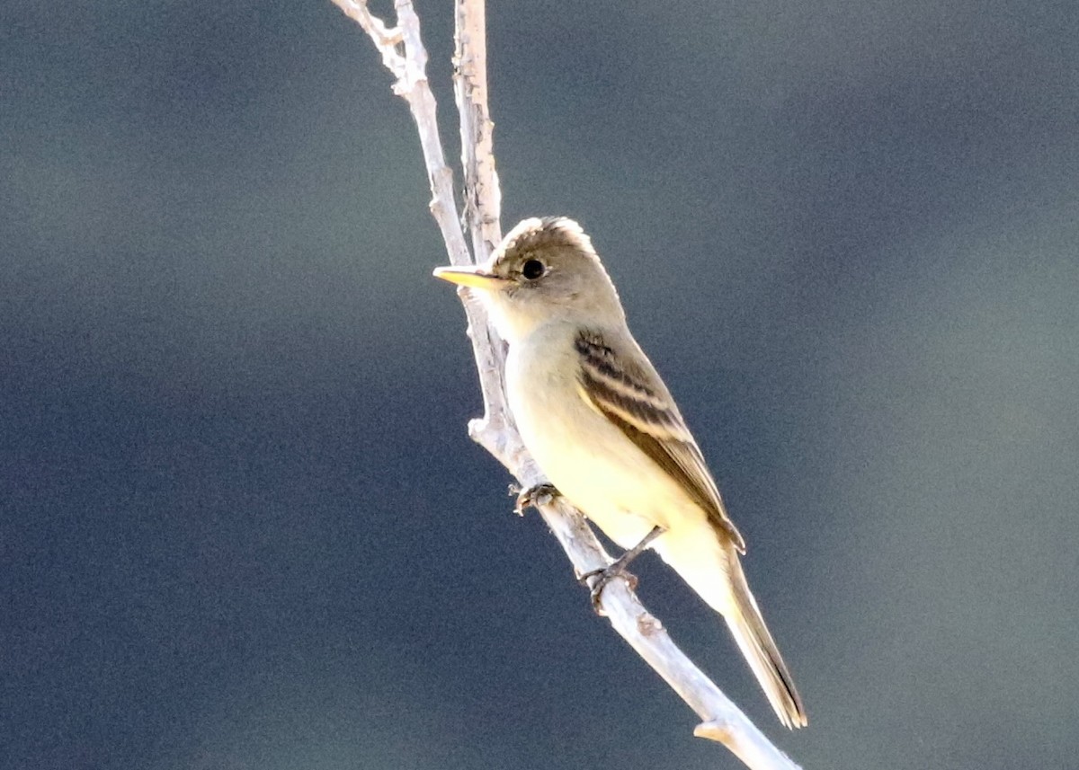 Willow Flycatcher - ML649151348