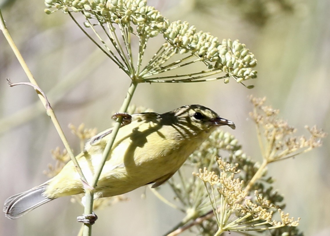 Orange-crowned Warbler - ML649151364