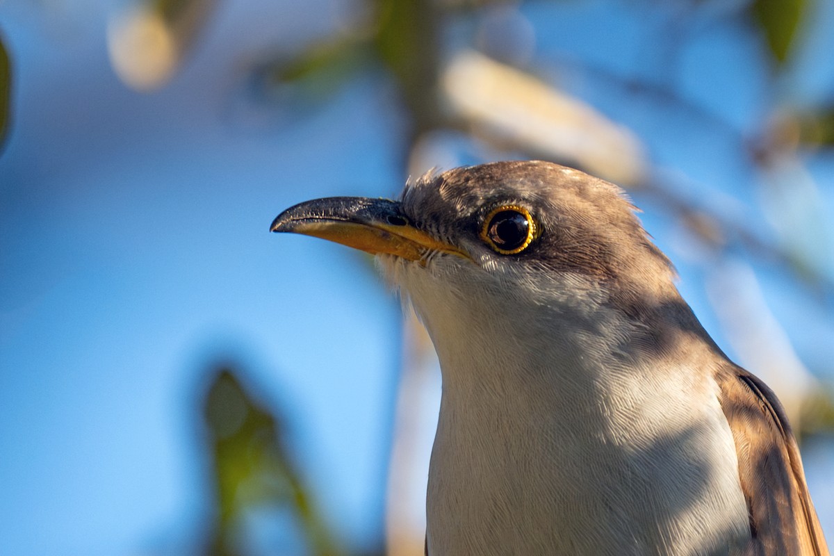 Yellow-billed Cuckoo - ML649151424