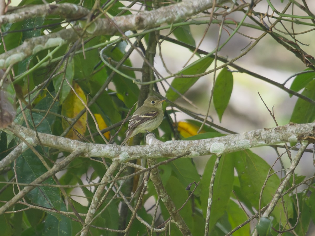 tyranovec žlutobřichý - ML649151845