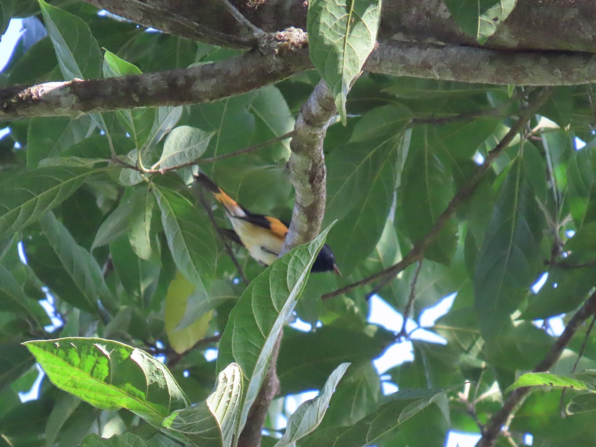 סבכון חכלילי - ML649152038