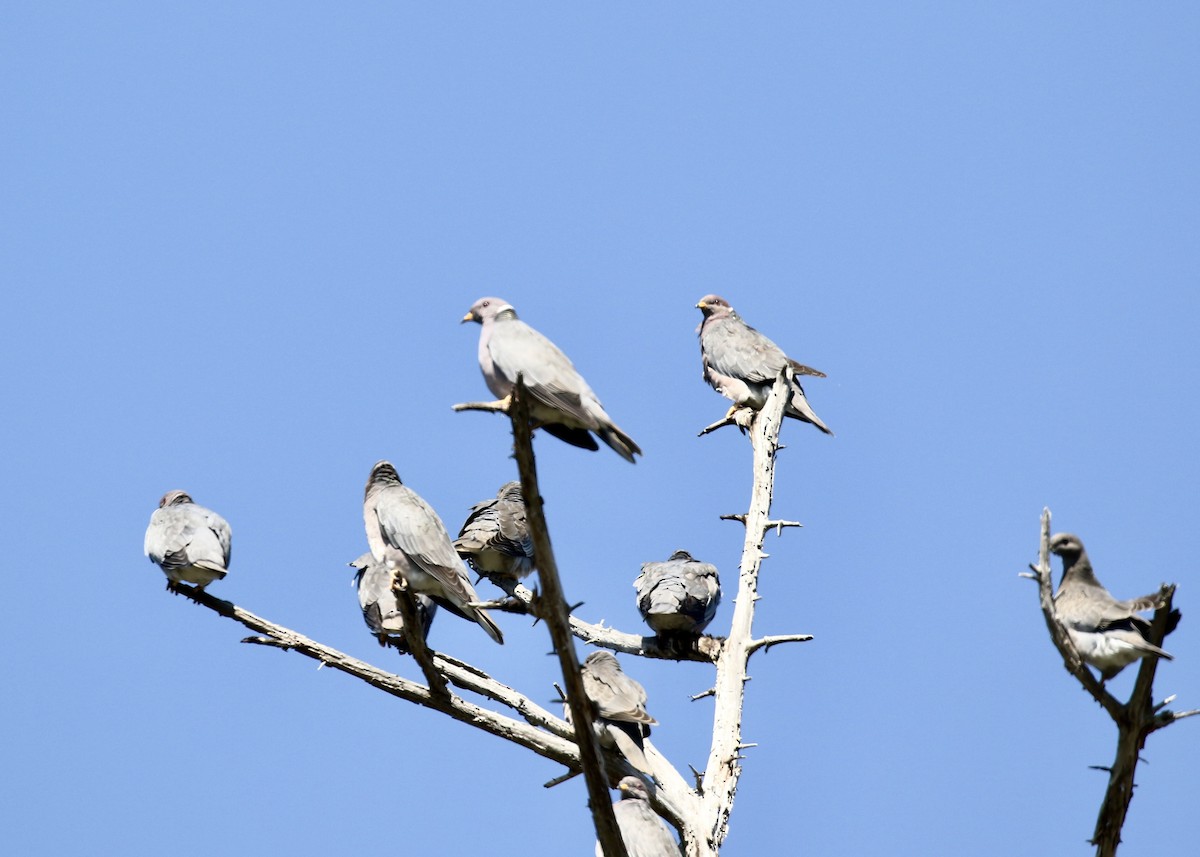 Band-tailed Pigeon - ML649152052