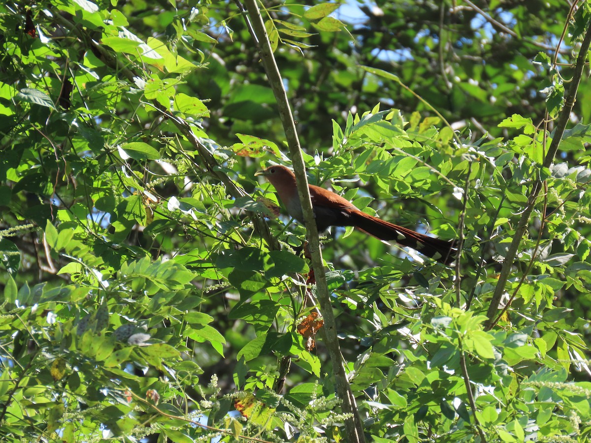 Common Squirrel-Cuckoo - ML649152076