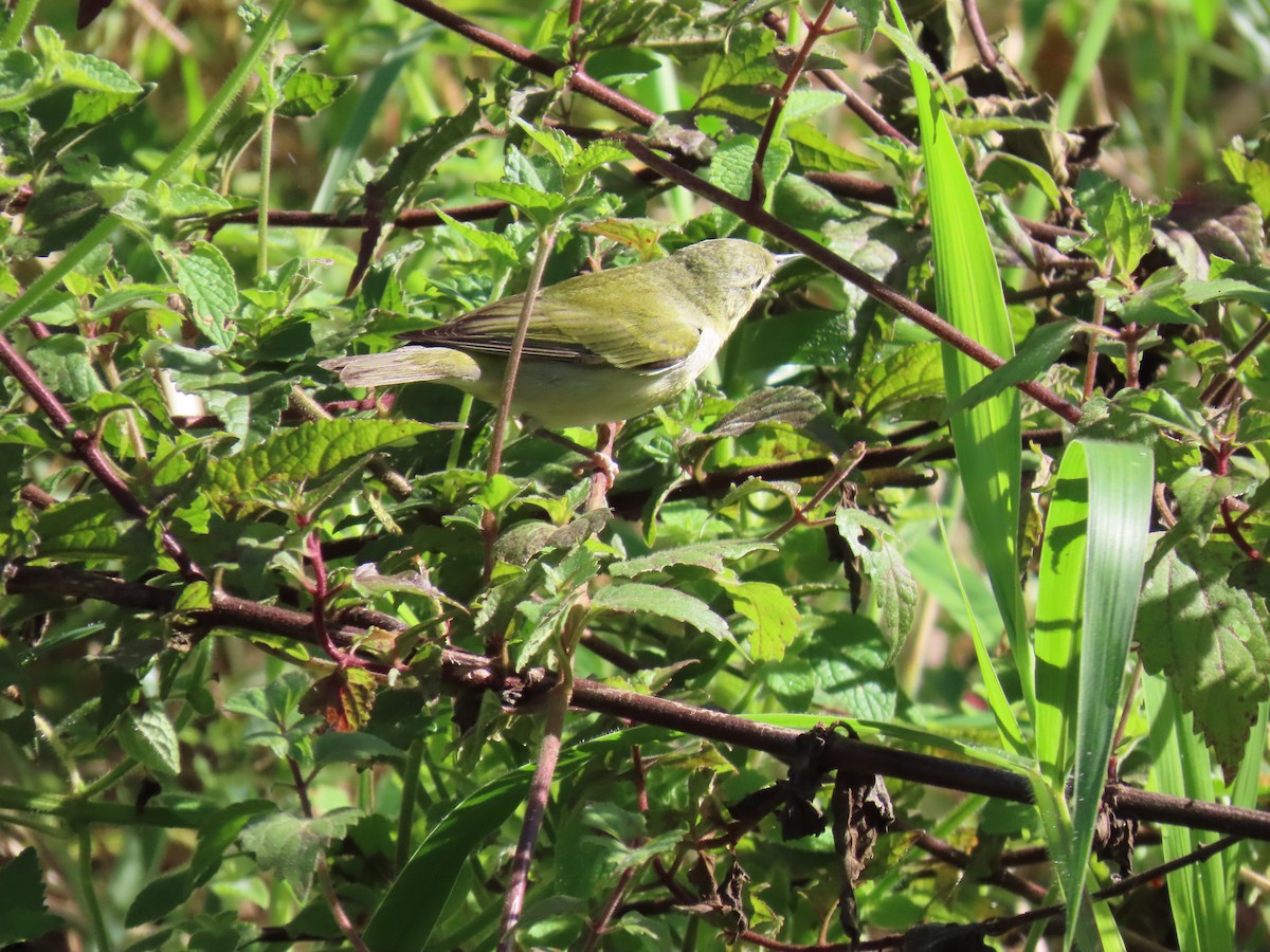 סבכון טנסי - ML649152092