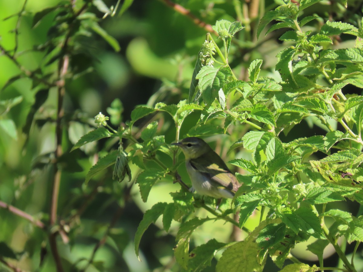 סבכון טנסי - ML649152100