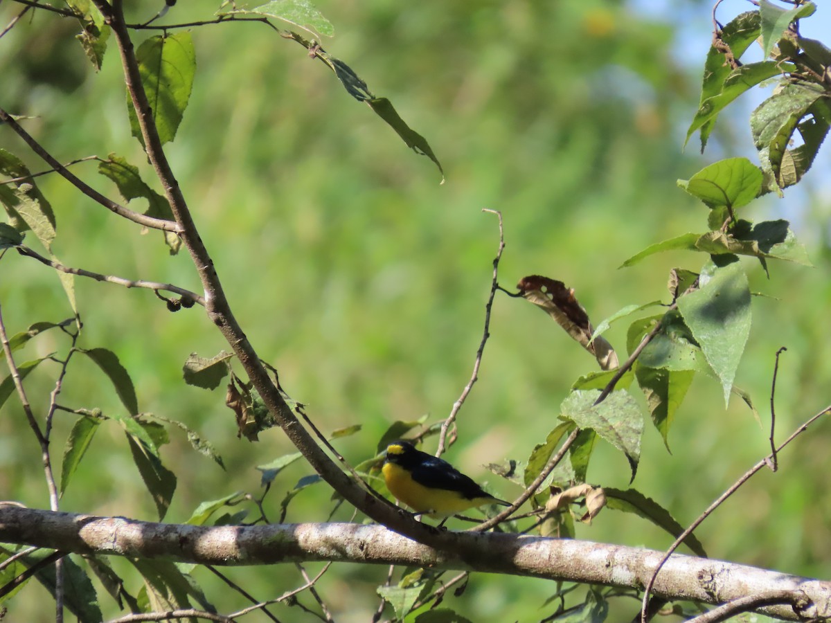 Yellow-throated Euphonia - ML649152124