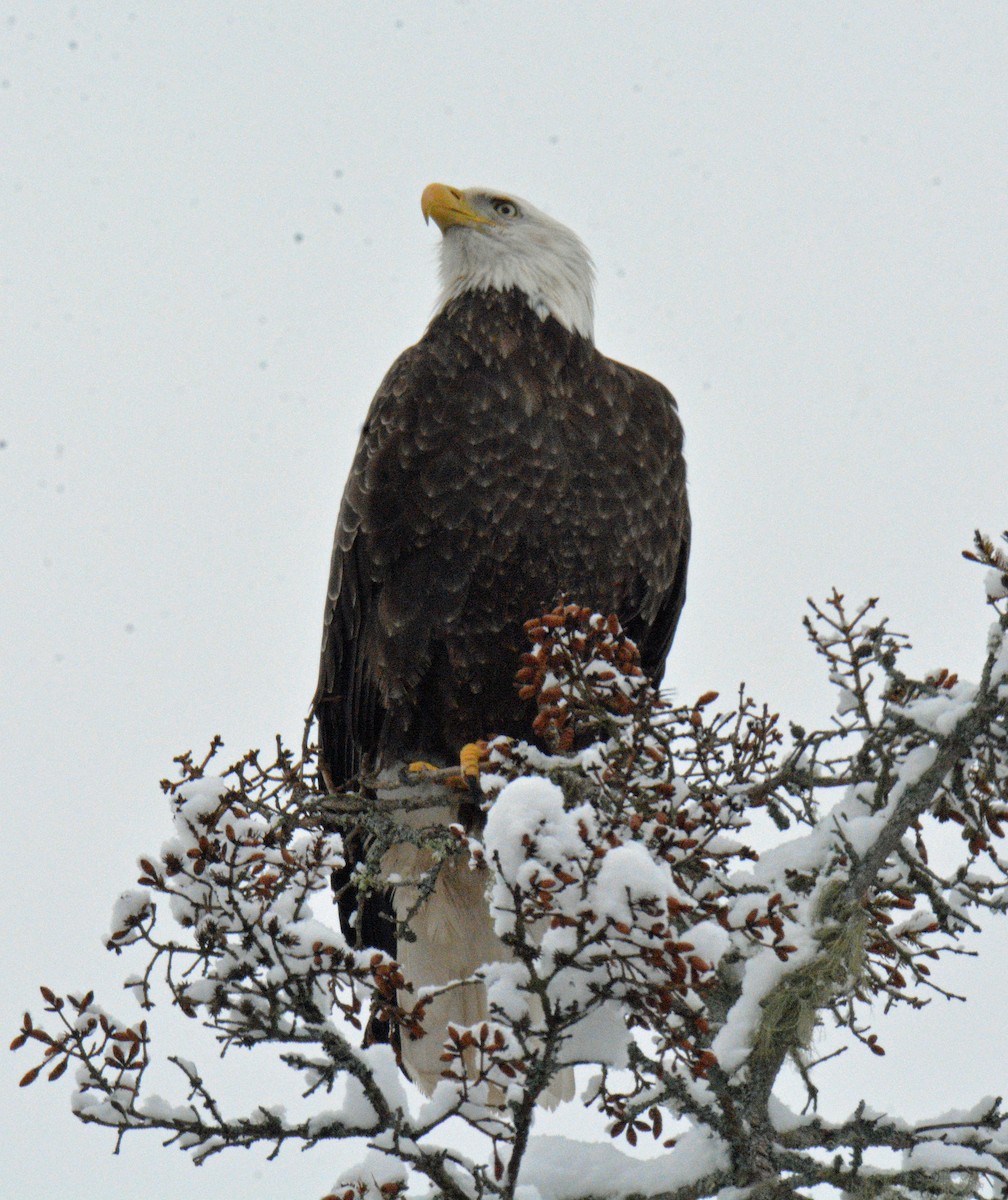 Ak Başlı Kartal - ML649152159
