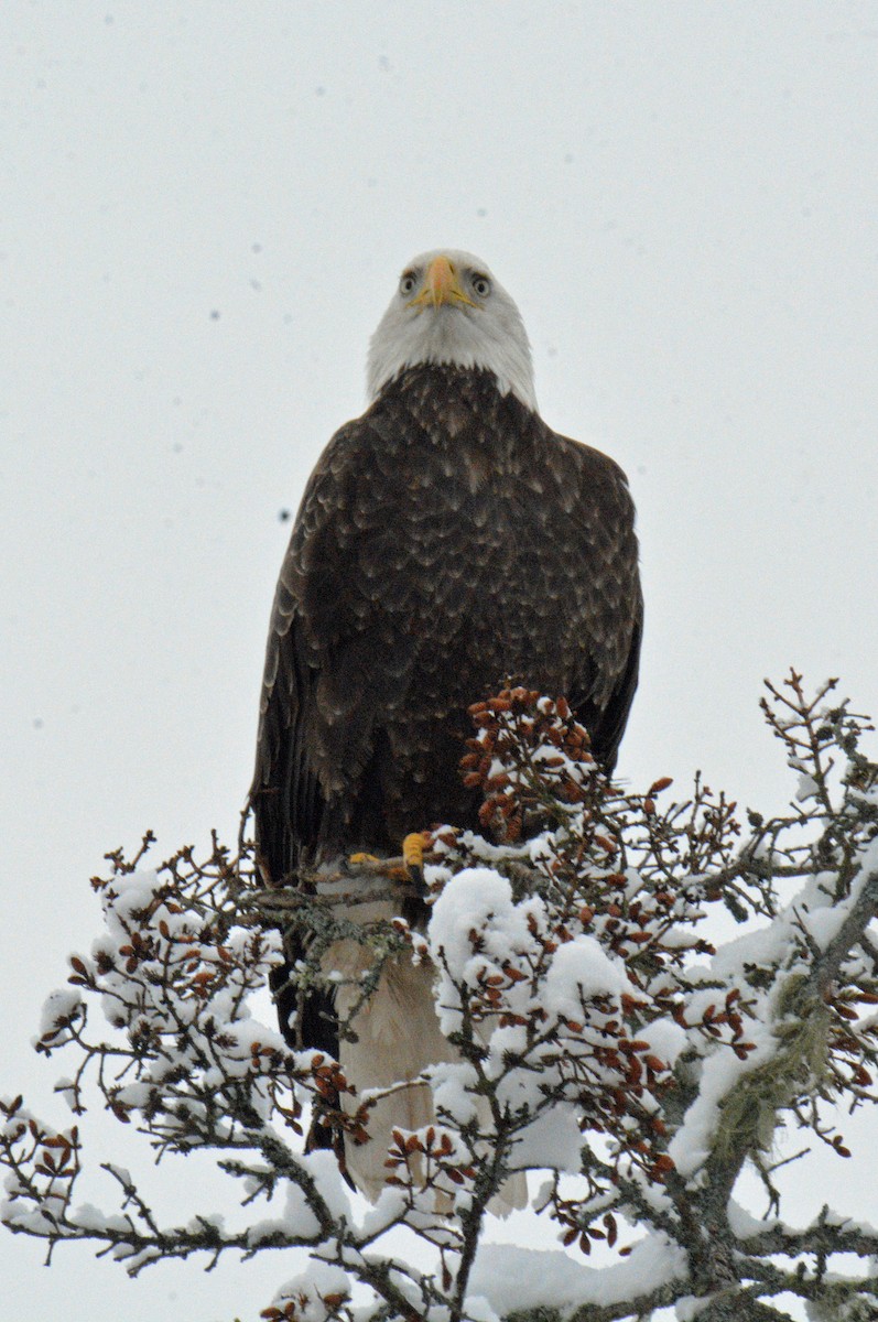 Ak Başlı Kartal - ML649152160