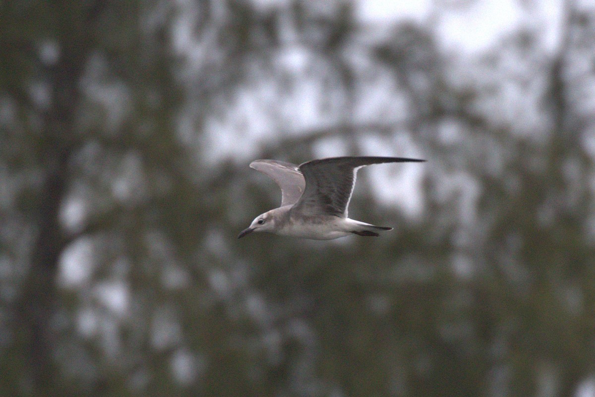 Laughing Gull - ML649152239