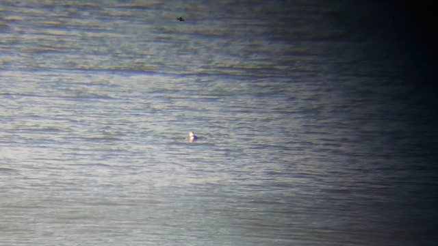 Common Loon - ML649152416