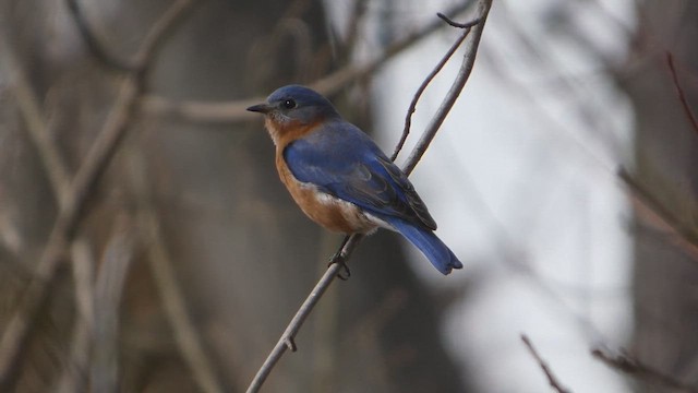 Eastern Bluebird - ML649152434