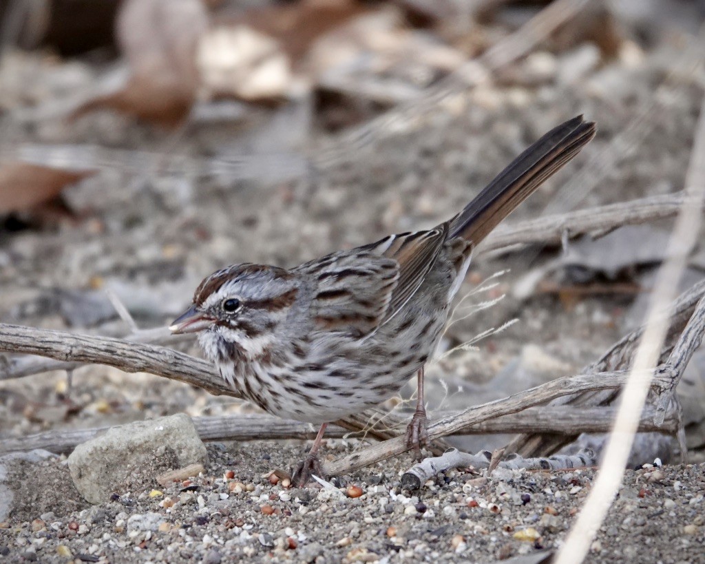 Пасовка співоча (підвид montana/merrilli) - ML649152449