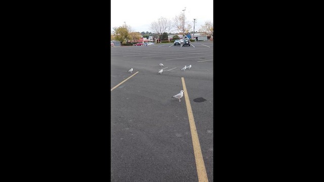 Ring-billed Gull - ML649152459