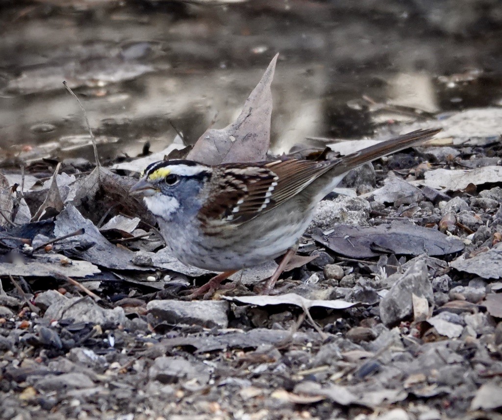 Бруант білогорлий - ML649152521