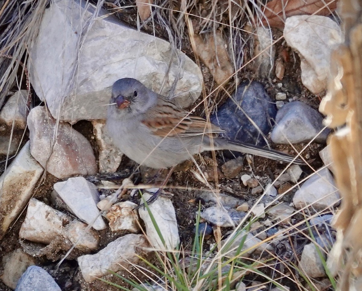 Карнатка чорногорла - ML649152602