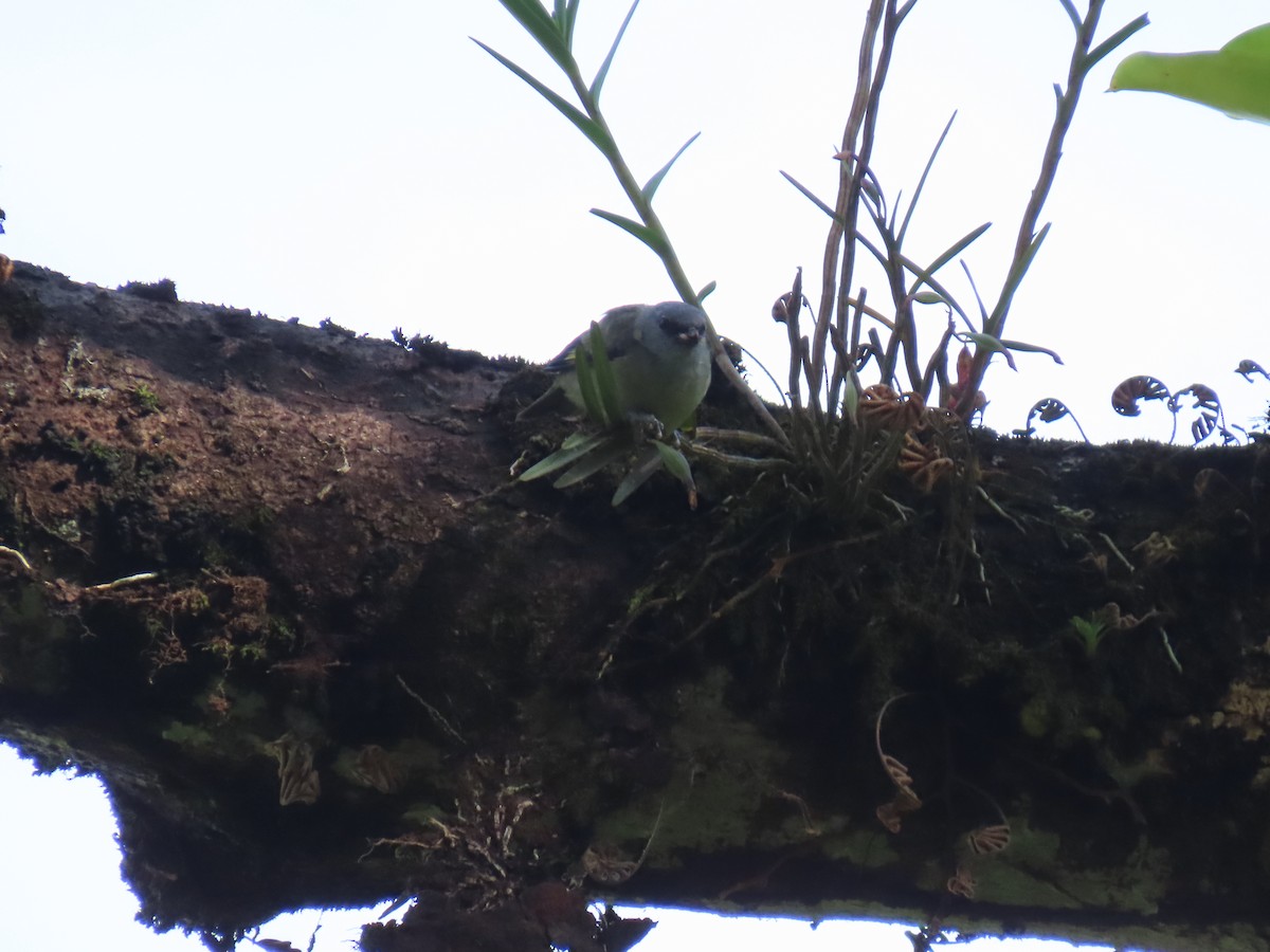 Yellow-winged Tanager - ML649152632