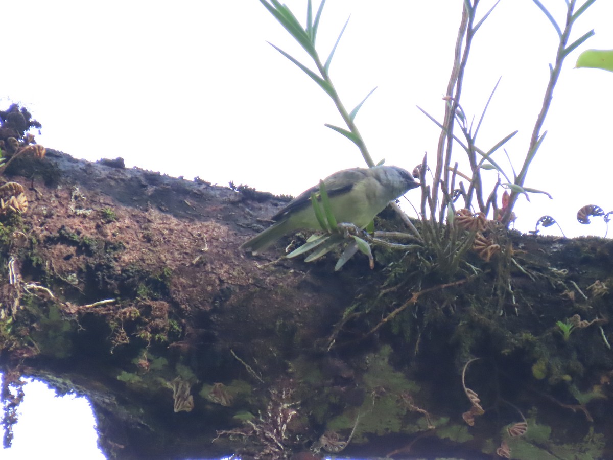 Yellow-winged Tanager - ML649152637