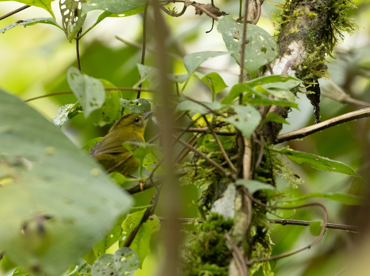 Chocówaldsänger - ML649152660