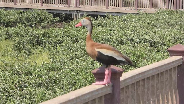 Black-bellied Whistling-Duck - ML649152814