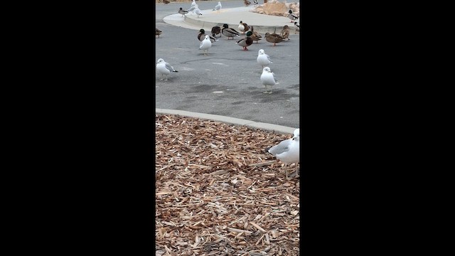 Ring-billed Gull - ML649152850