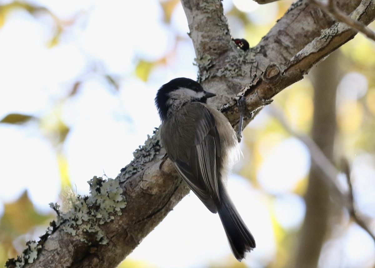 Black-capped Chickadee - ML649152851