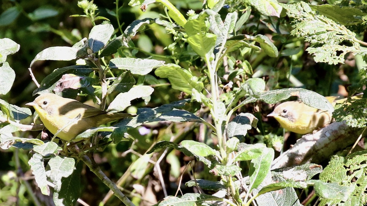 Common Yellowthroat - ML649152904