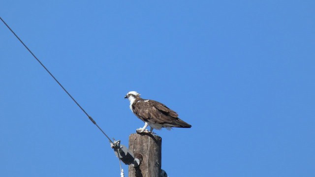 Osprey - ML649152937