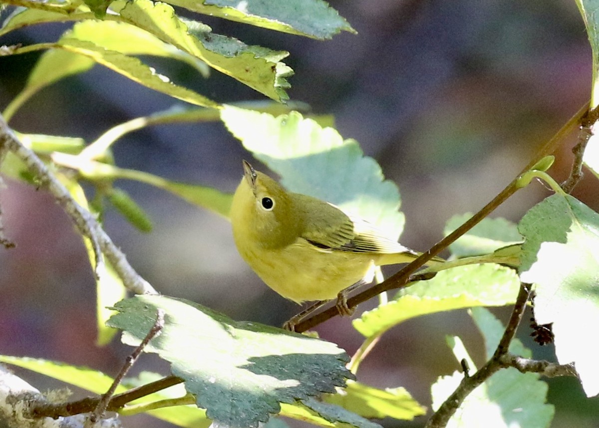 Northern Yellow Warbler - ML649153021